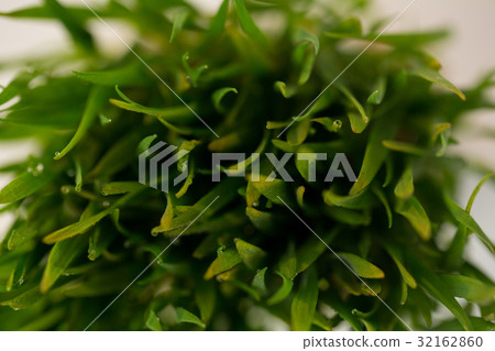 Water droplets on green grass Water droplets on green grass 32162860