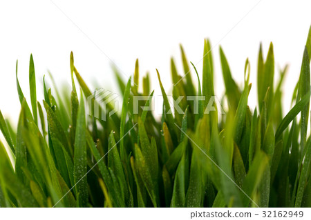 Water droplets on green grass Water droplets on green grass 32162949