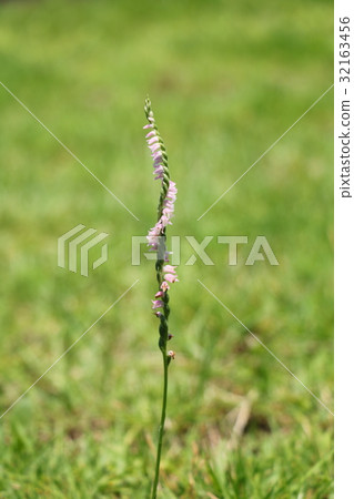 Spiranthes sinensis Spiranthes sinensis 32163456