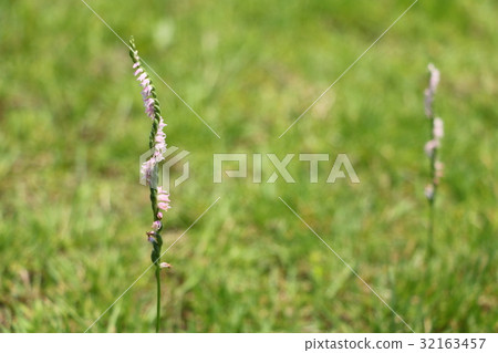 Spiranthes sinensis Spiranthes sinensis 32163457
