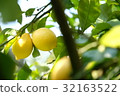 Lemon of Osaki Kamijima 32163522