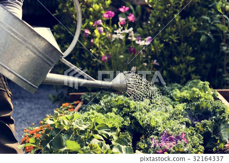Woman watering organic fresh agricultural product 32164337