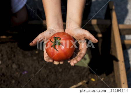 A hands are holding tomato A hands are holding tomato 32164344