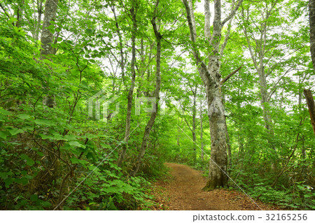Oununuma的山毛櫸森林 32165256