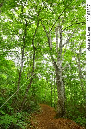 Oununuma的山毛櫸森林 32165257