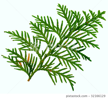 thuja branch isolated on white background 32166129
