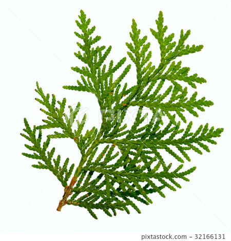 thuja branch isolated on white background 32166131