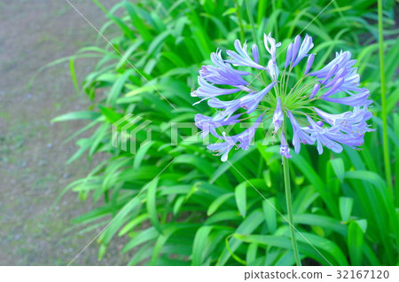 Light purple Agapanthus Light purple Agapanthus 32167120