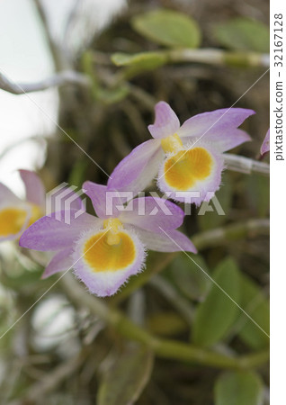 Picture of the original Western run Dendrobium loddigesii 32167128