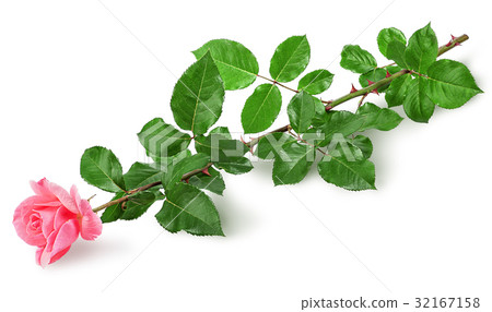 Pink rose flower lying Pink rose flower lying 32167158