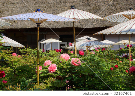 牡丹園 牡丹園 32167401