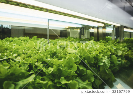 Greenhouse Plant row Grow with Led Light Farm 32167799