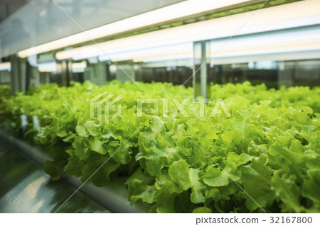 Greenhouse Plant row Grow with Led Light Farm Greenhouse Plant row Grow with Led Light Farm 32167800