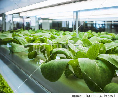 Greenhouse Plant row Grow with Led Light Farm 32167801