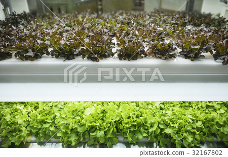 Greenhouse Plant row Grow with Led Light Farm Greenhouse Plant row Grow with Led Light Farm 32167802