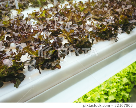 Greenhouse Plant row Grow with Led Light Farm Greenhouse Plant row Grow with Led Light Farm 32167803