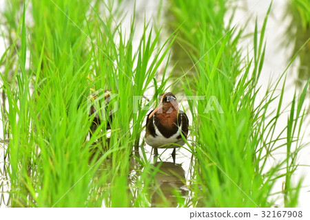 [Wild birds] A pair of snails walking in a paddy field 32167908