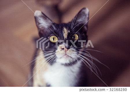 Cute cat sitting on its owner's knees Cute cat sitting on its owner's knees 32168280