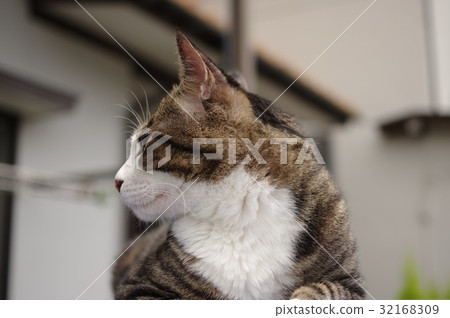 貓剖析 32168309