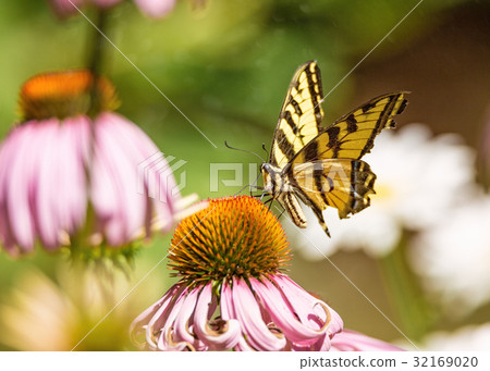 Yellow and Black Monarch Butterfly on a Flower 32169020