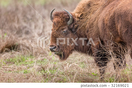 Bison Buffalo Portrait 32169021