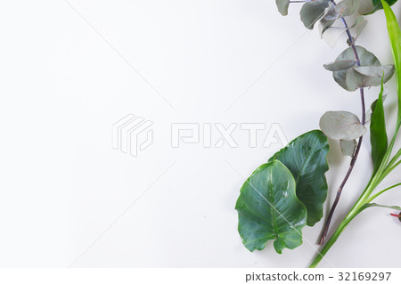 fresh green leaves fresh green leaves 32169297