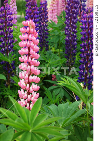 Lupine Lupine 32169315