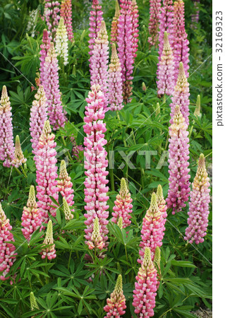 羽扇豆 羽扇豆 32169323