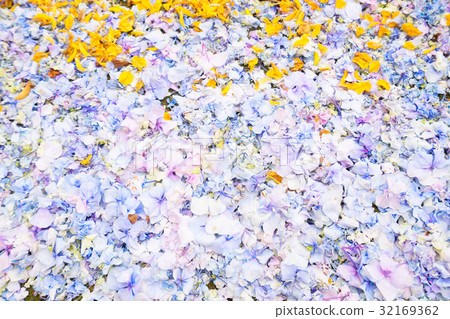 flowers petals background 32169362
