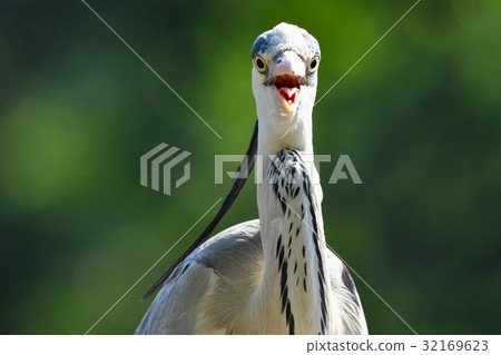 [Animal] Heron (5) 32169623
