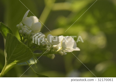 Flower hydrangea 32170061