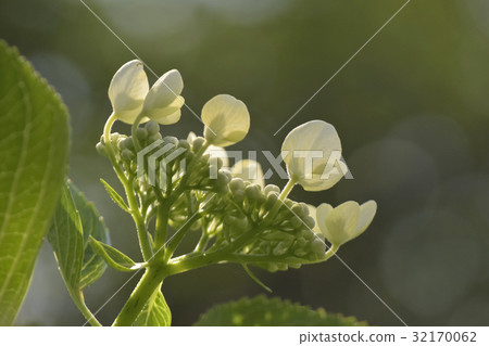 Flower hydrangea Flower hydrangea 32170062