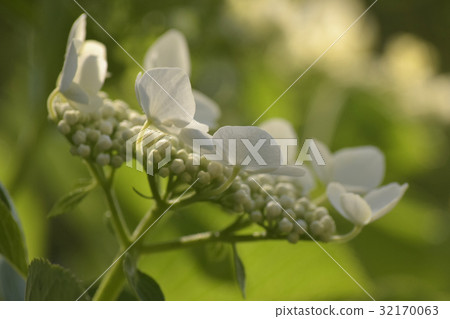 花繡球花 花繡球花 32170063