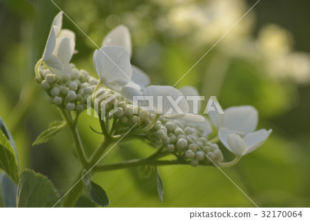 花繡球花 花繡球花 32170064