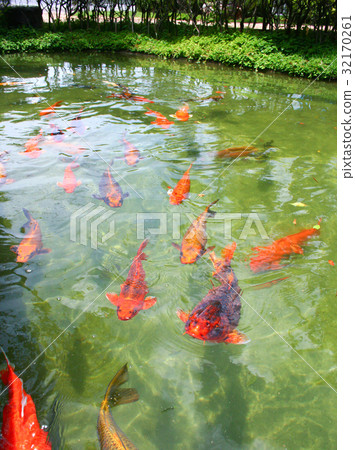 Japanese variegated carps swimming 32170261