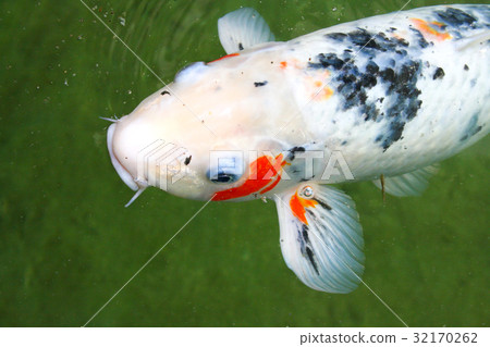 Japanese variegated carps swimming in garden pond Japanese variegated carps swimming in garden pond 32170262