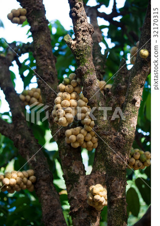 Wollongong delicius fruit Thailand Wollongong delicius fruit Thailand 32170315