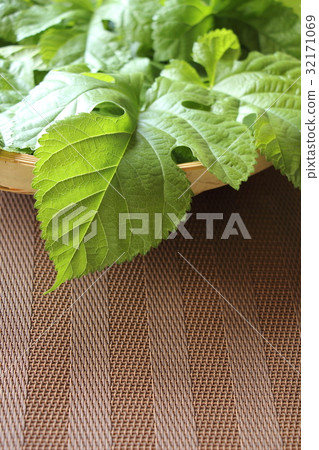 Mulberry leaves 32171069