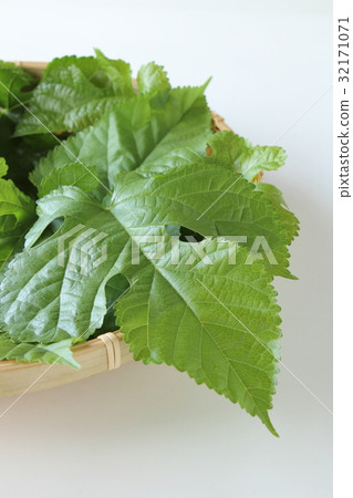Mulberry leaves Mulberry leaves 32171071