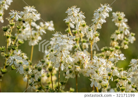 Meadowsweet, Filipendula ulmaria, flowering plants Meadowsweet, Filipendula ulmaria, flowering plants 32171199