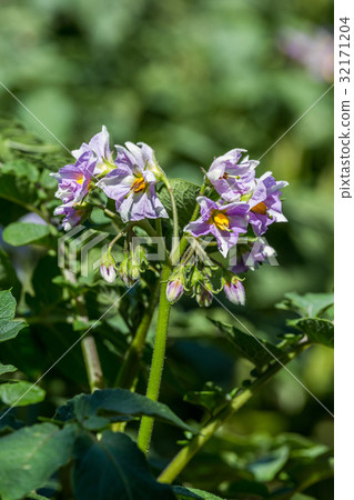 Close up of potato flowers 32171204