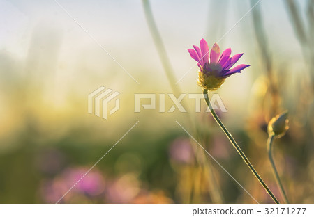 Xeranthemum annuum flower 32171277