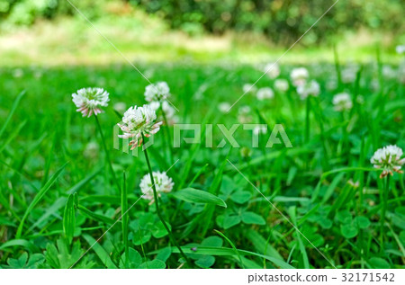 Clover flowers 32171542