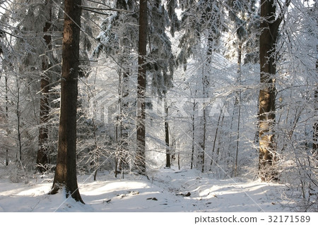 Winter forest in a frosty sunny day  32171589