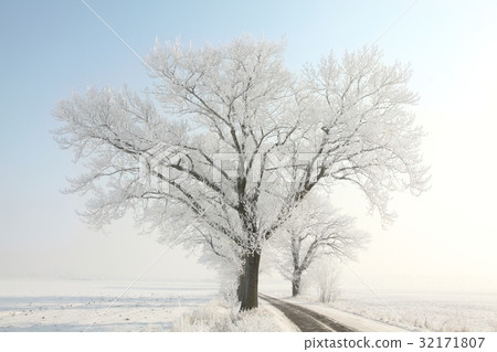 Trees covered with frost against a blue sky Trees covered with frost against a blue sky 32171807