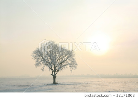 Tree covered in frost standing alone in the field 32171808