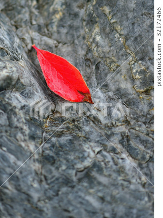 Red fallen leaves Red fallen leaves 32172466