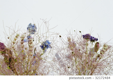 煙樹的干燥花的佈置 照片素材 圖片 圖庫