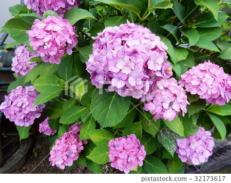 hydrangea hydrangea 32173617