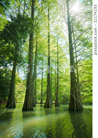 Fresh green Sasaguri Kyudai no Mori Fresh green Sasaguri Kyudai no Mori 32174193